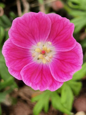 Geranium sanguineum 'Elke'